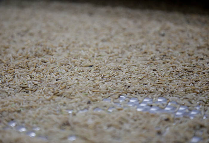 Colombia logró acuerdo comercial y exportará 1.404 toneladas de arroz blanco