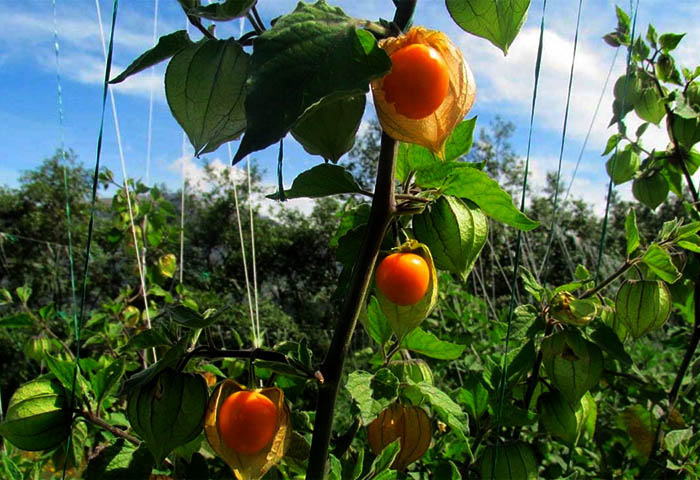 Productores de uchuva se preparan con el ICA para exportar y fortalecer seguridad alimentaria