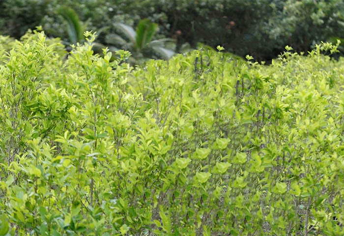 Petro revela que cultivos de hoja de coca aumentaron solo 3% en 2024