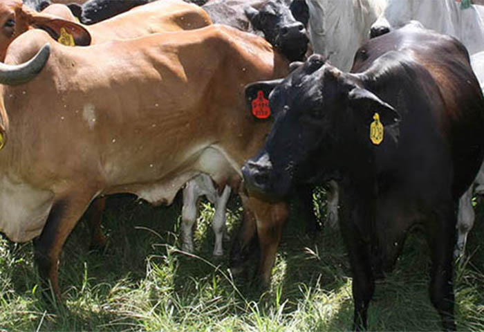 Colombia exportará gelatina bovina y colágeno a Corea del Sur