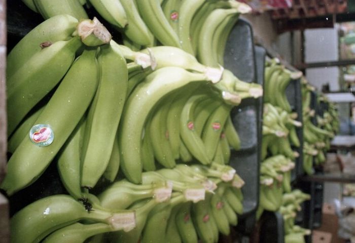 Mintrabajo refuerza inspección en el sector bananero