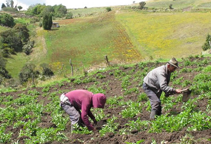 El campo recibió $48 billones en créditos en 2025