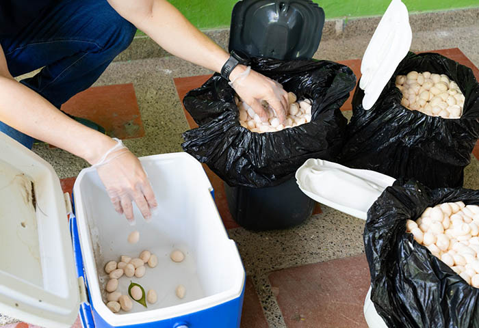 Decomisaron cerca de 7.500 huevos de iguana