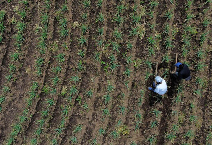 Procuraduría pide acelerar restitución de tierras a cinco años del plazo