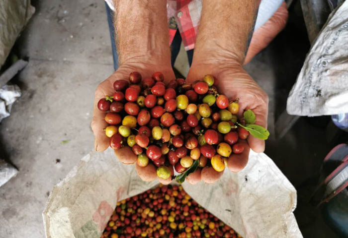 Lanzamiento del plan cosecha para garantizar la seguridad de los recolectores cafeteros en Quindío
