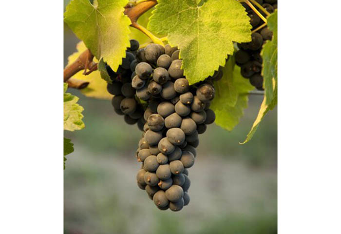 Uvas favorece cambios en la expresión genética y más salud de la piel
