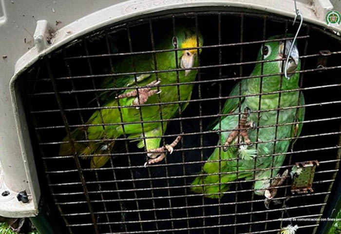 Procuraduría inicia seguimiento nacional a leyes de protección animal