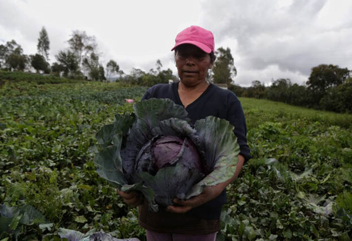 Defensoría alerta desigualdades en acceso a tierra para mujeres campesinas