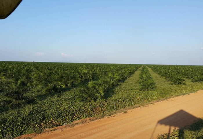 Fenómeno de El Niño amenaza meta récord de producción de palma en Colombia para 2026