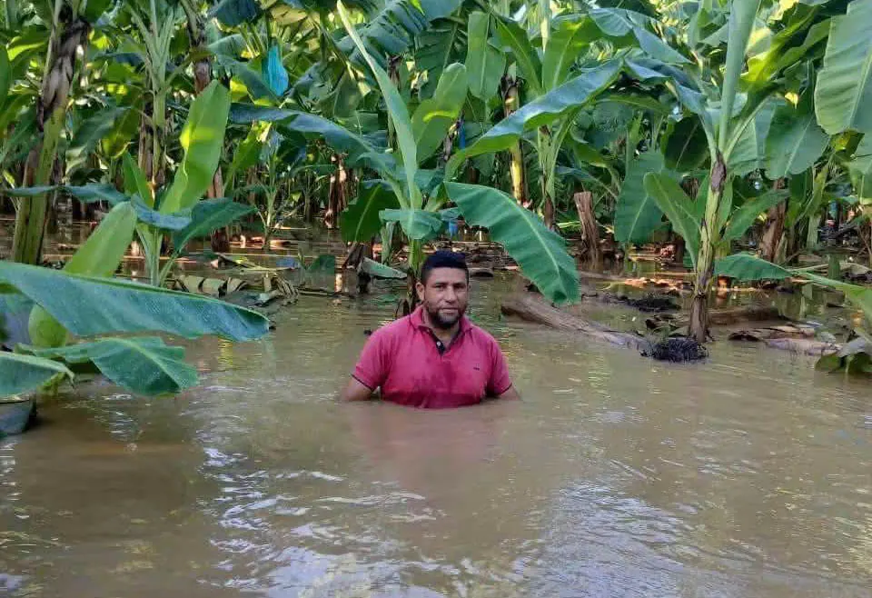 Consejo de Estado mantiene medidas de protección para bananeros de la Zona